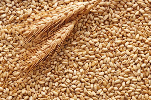قمح بر القصيم حبة كاملة بدون كيماوي